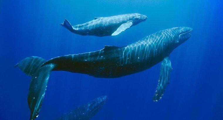 O que está sendo feito para salvar as baleias jubarte?