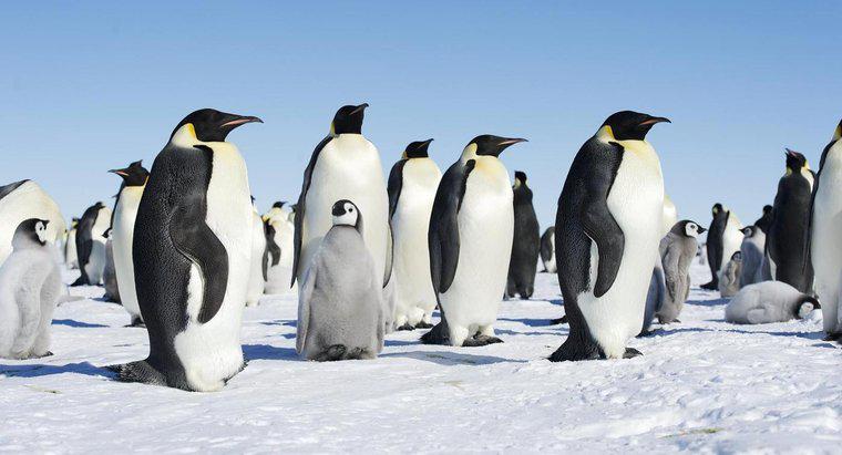 Como os pinguins cuidam de seus filhotes?