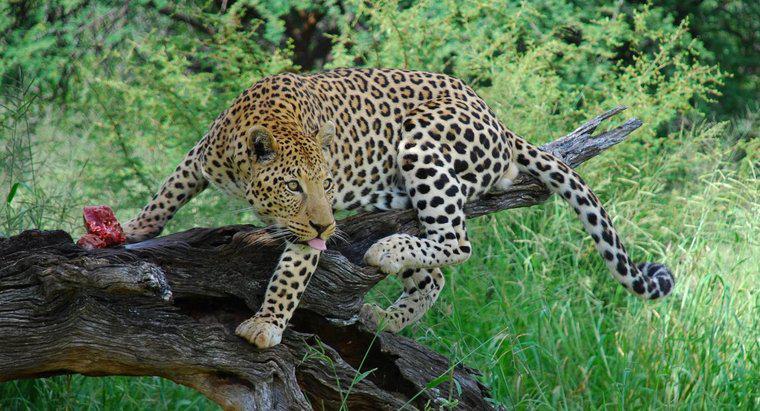 Quantos leopardos sobram no mundo?