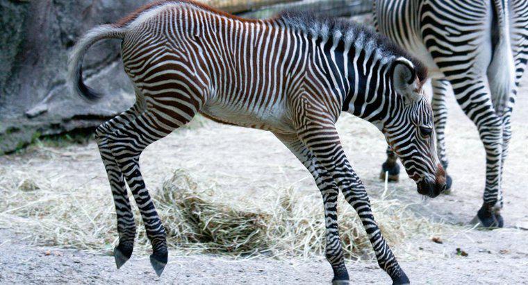 Como é chamada uma jovem zebra?