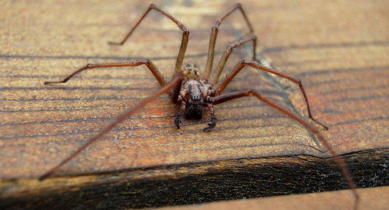 Quais são os sintomas de uma picada de aranha Hobo?