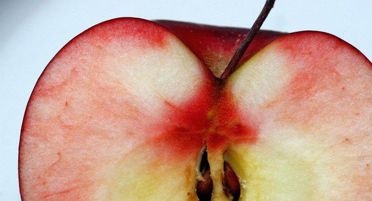 Como as sementes de maçã são dispersas?