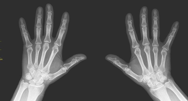 Como são chamados todos os ossos dos dedos das mãos e dos pés?