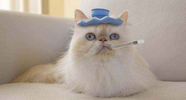 Como você reduz a febre de um gato?