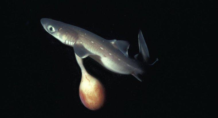 Qual é o tamanho de um tubarão recém-nascido?