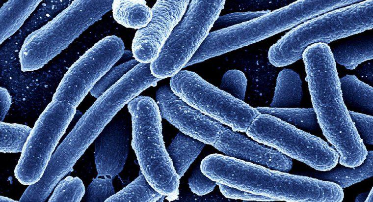 O que é uma cultura mista em microbiologia?