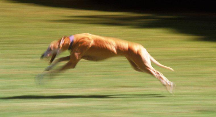 Qual é o cão mais rápido?