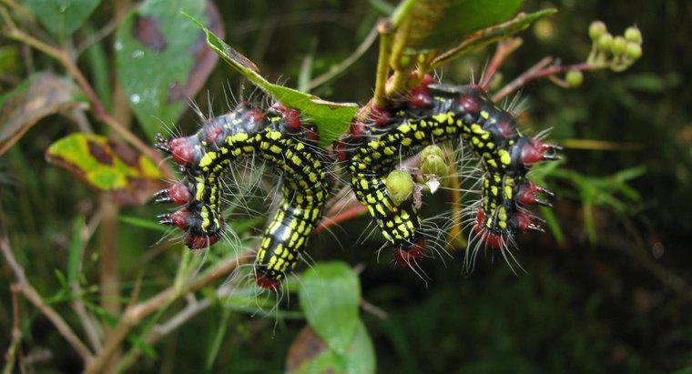O que é uma lagarta de azaléia?