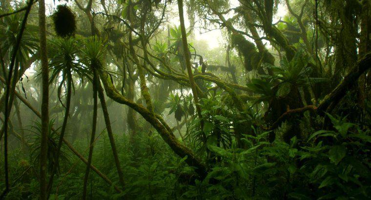 Como é o clima da floresta tropical do Congo?