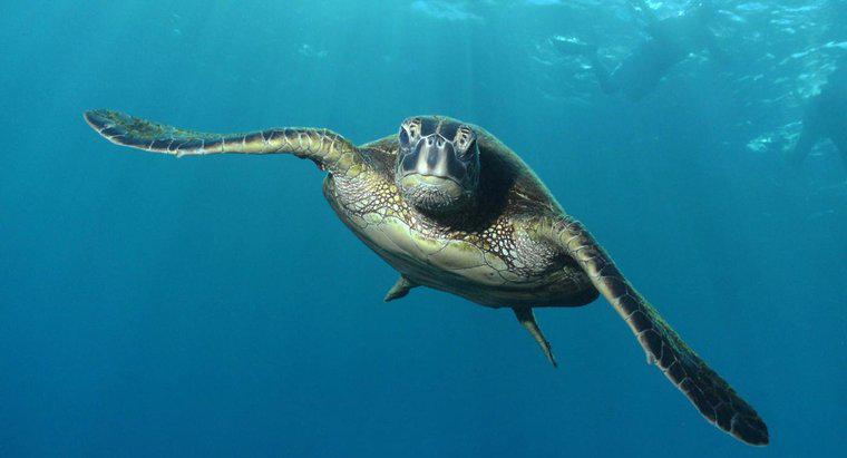 O que comem as tartarugas do mar verde?