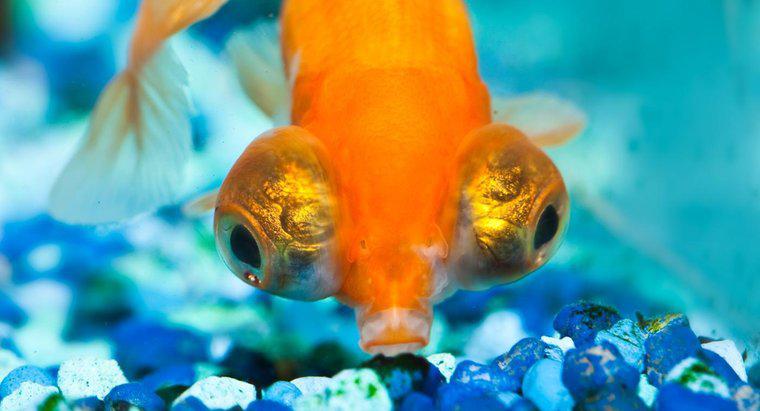 O que são peixes dourados de olhos grandes?