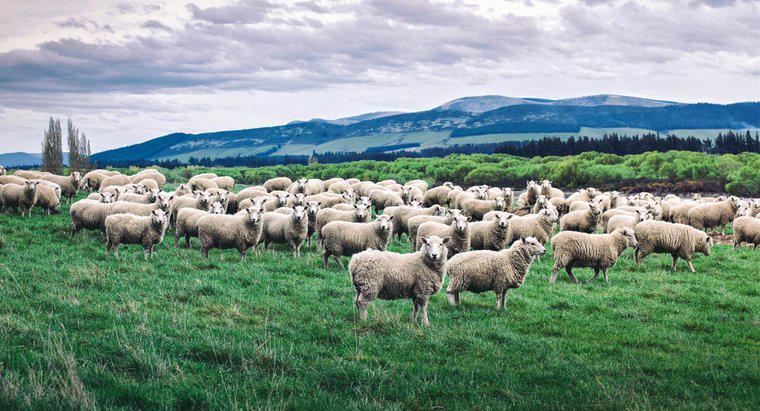 Como se chama um grupo de ovelhas?