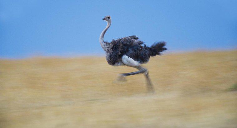 Quão rápido uma avestruz pode correr?