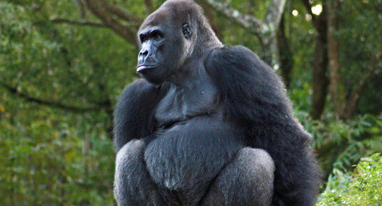 Como os gorilas se protegem?
