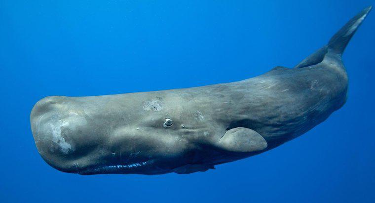 O que as baleias barbatanas comem?