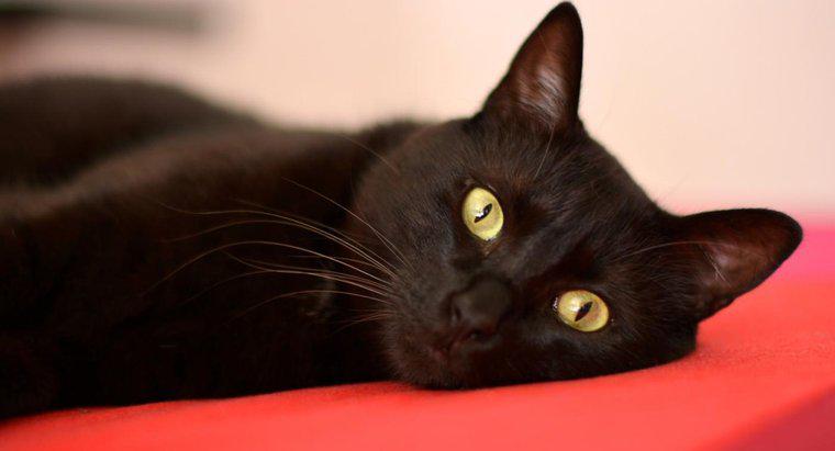 Por que as pessoas suspeitam de gatos pretos?