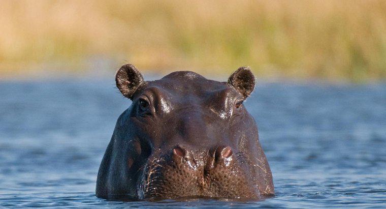 Um hipopótamo transpira?