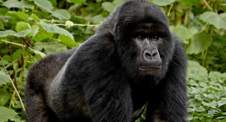 Quais são alguns fatos sobre o gorila da montanha?