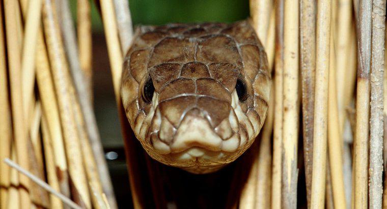 As cobras são carnívoros, herbívoros ou onívoros?