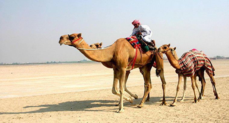 Qual é a altura de um camelo?