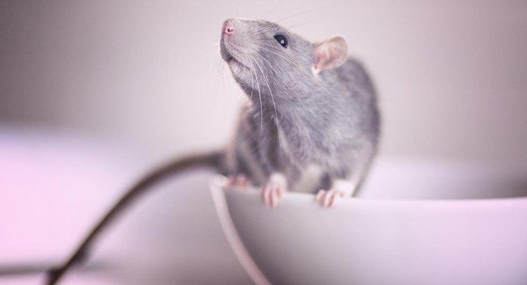 Qual é o melhor veneno de rato?
