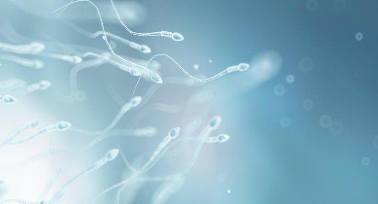 Como o espermatozóide se adapta às suas funções?