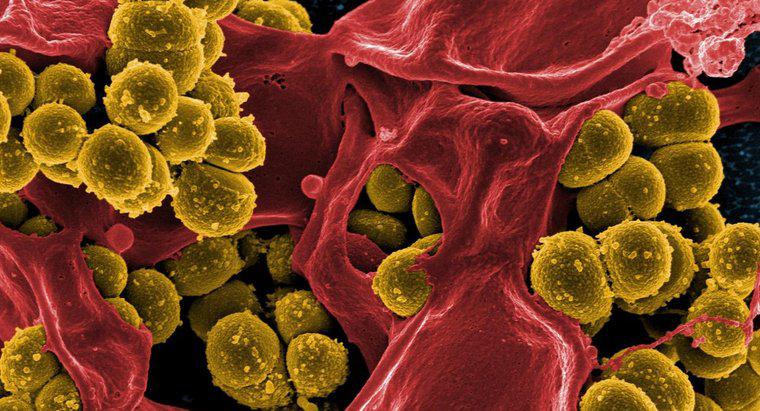 Quatro maneiras pelas quais as bactérias podem ser úteis aos humanos
