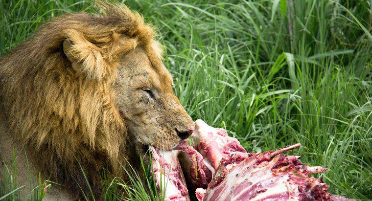 Quanto os leões comem?
