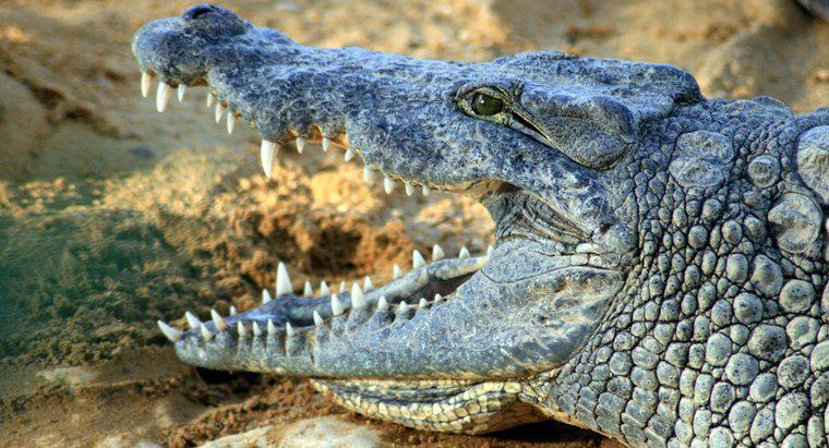 Qual é o nome científico de um crocodilo?