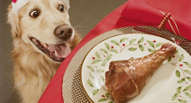 Os cães podem comer ossos de galinha?