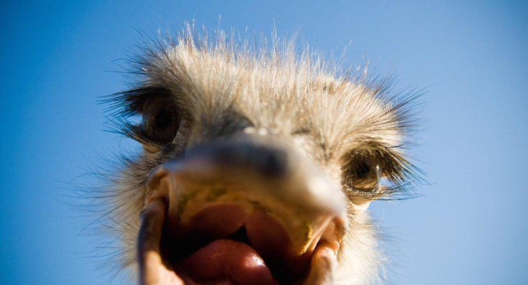 O que as avestruzes comem?