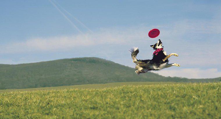 Quais são as melhores raças de cães para captura de Frisbee?
