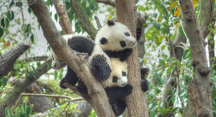 Como os pandas se reproduzem?