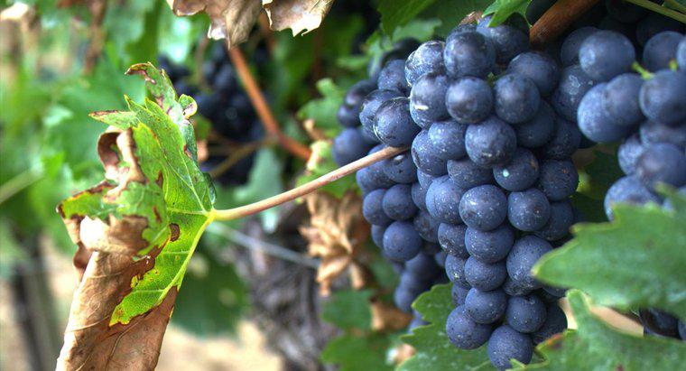 Quais são alguns fatos sobre uvas?