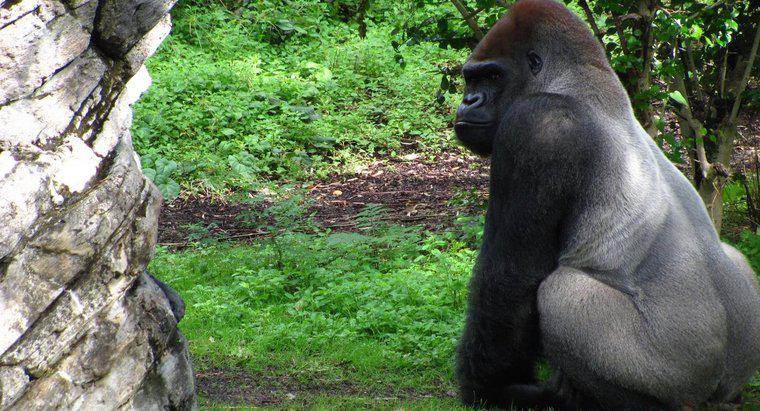 O que os gorilas Silverback comem?