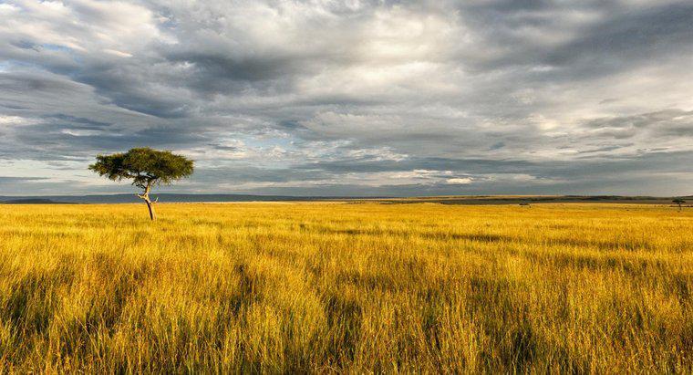 Quais são os recursos naturais da savana africana?