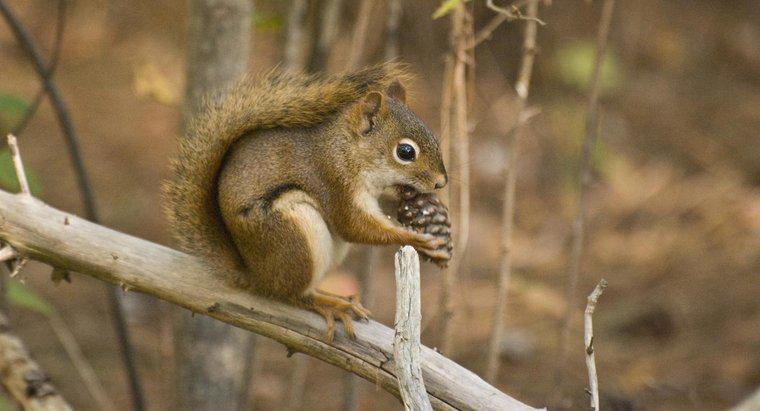 Os esquilos comem pinhas?