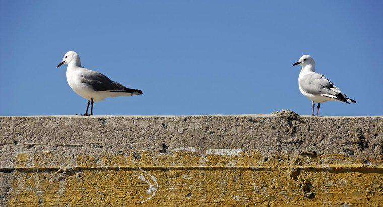 Onde as gaivotas constroem seus ninhos?