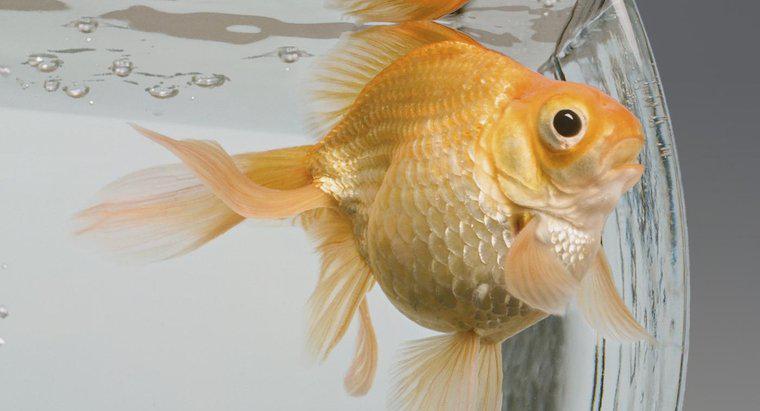 Quais peixes são compatíveis com o peixe dourado?