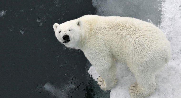 Por que os ursos polares têm pele branca?