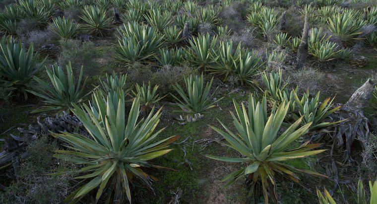 Com que frequência uma planta de Aloe Vera floresce?