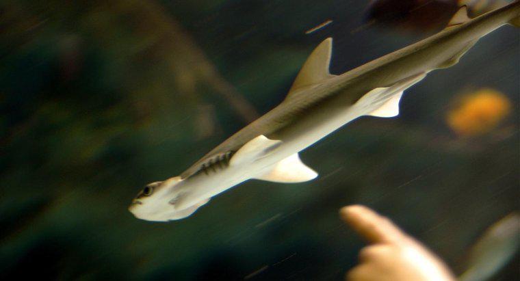 Quando nascem os tubarões-martelo bebê?