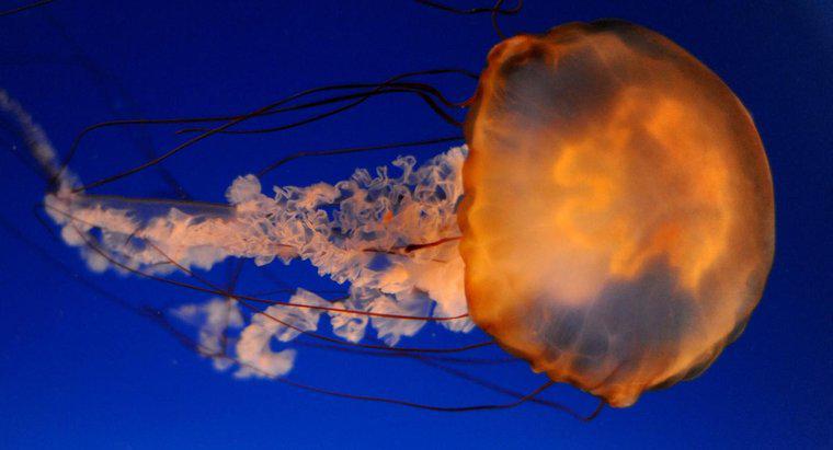 Como as medusas nadam?