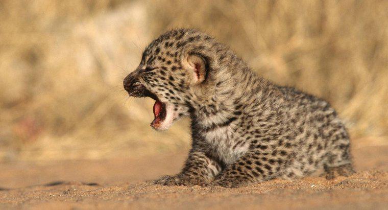 Como é chamado um bebê leopardo?