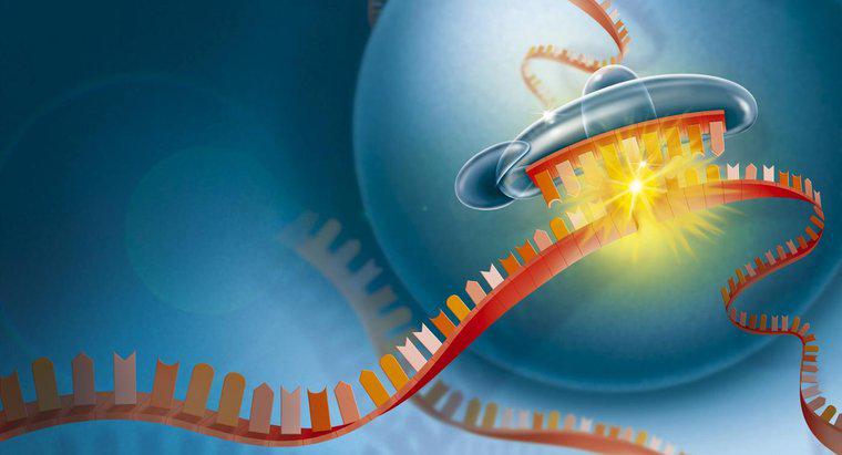 Por que o RNA é importante para a célula?