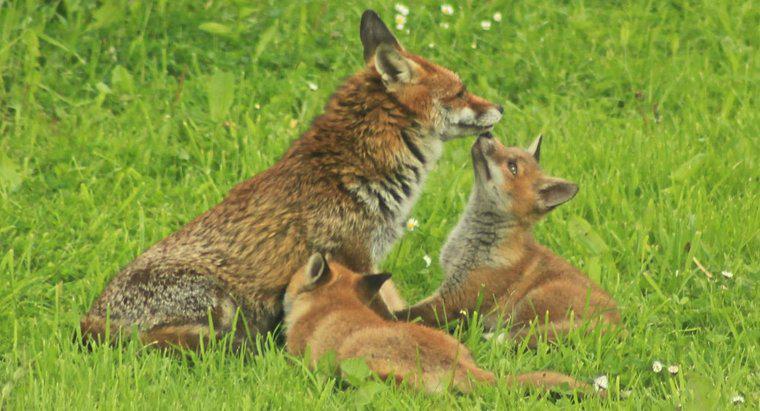 O pai ou a mãe cuidam de uma raposa recém-nascida?