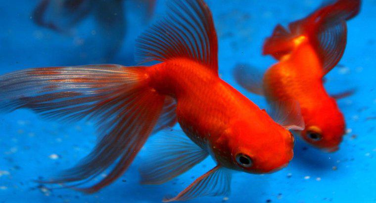 Quanto tempo vive o Goldfish?
