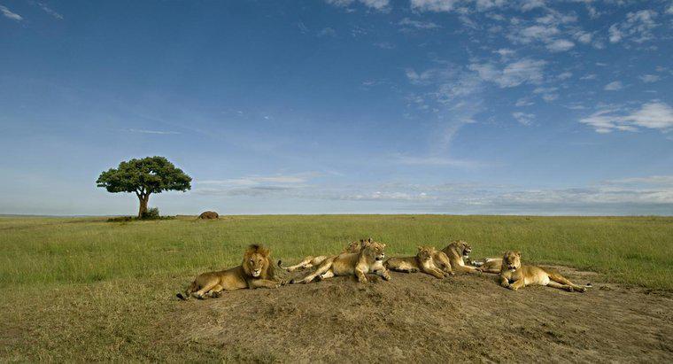 Os Leões realmente dominam a vida selvagem africana?