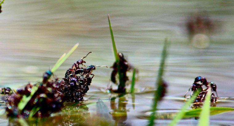 As formigas se afogam na água?