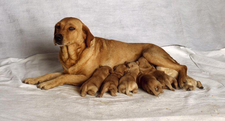 Quanto tempo leva para um cão dar à luz?